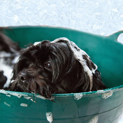 X FREE Squeaky Clean Pet Shampoo Sample