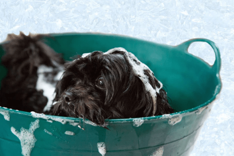 X FREE Squeaky Clean Pet Shampoo Sample